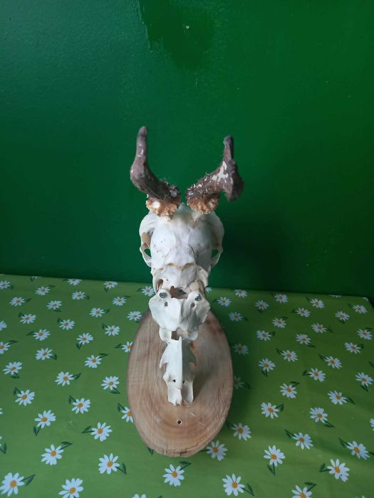 trofeu-trofee-craniu-cranii-coarne de caprior articulat cu panoplie