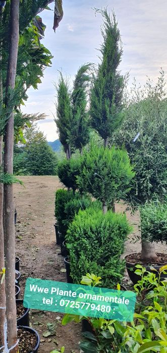 Tuia leylandii gard viu/ brazii argintii/verzi  Tuia smarald 1m-4m Etc