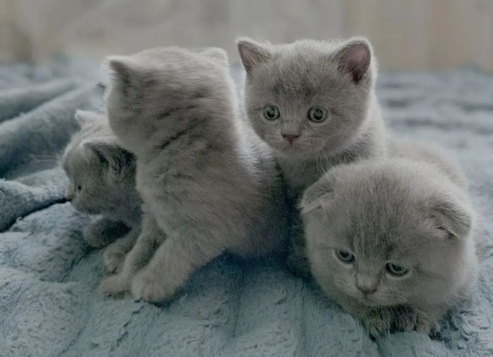 Шикарнык котята, 1.5 мес