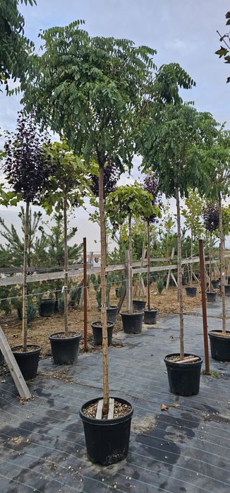 Thuja leylandi / Catalpa globulara Mesteacăn Tei