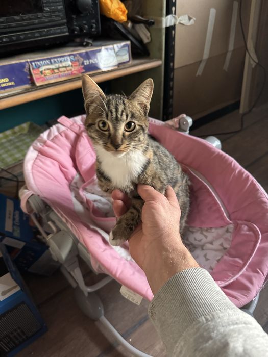 Котенце търси дом