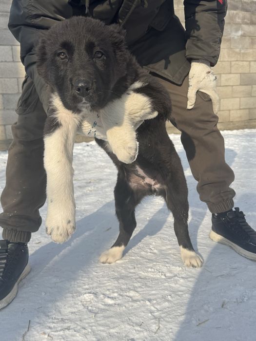 Продаю щенков САО (алабай)