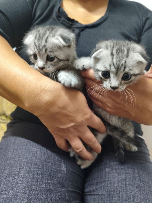 Котенок вислоухий