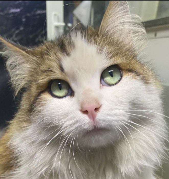 Котик ищет маму папу