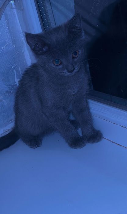Отдам в котят в добрые руки