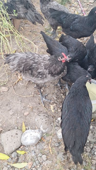 Puicute si cocosi Australorp