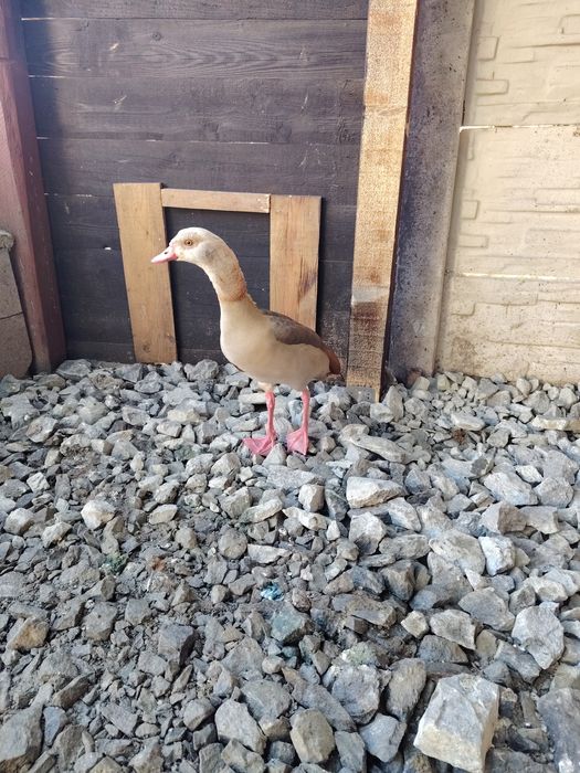 Vind Rate indiene pereche un gîscan de nil o femelă peposaca o pereche