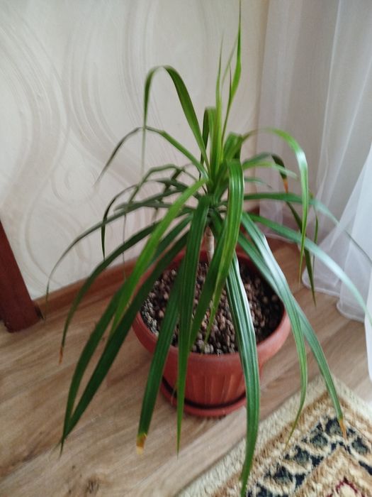 Продаются растения