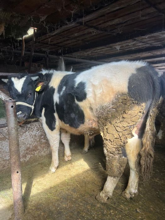 Продам бычки чернопестрая голштин