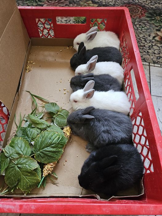 Iepurași Pitici Rex