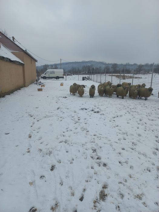 Oi îngrijite de vânzare