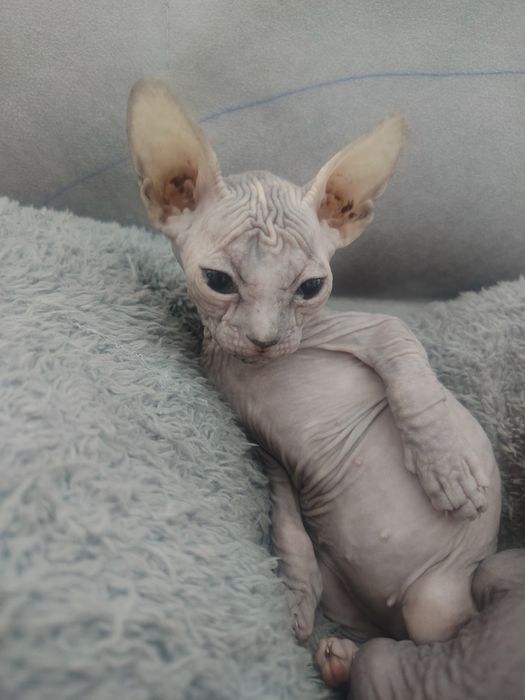 Продам котят Канадский Сфинкс