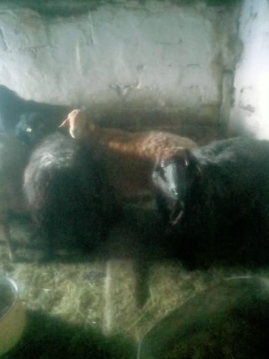Продам овечки стоят на откорме