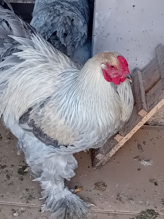 Vand cocoși tineri ,și oua pt incubat