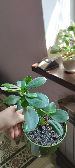 Фикус Мокламе, молодое растение