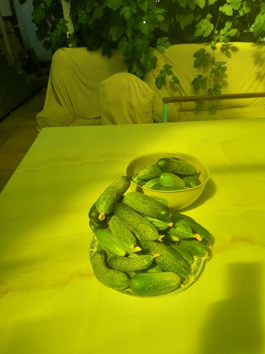 Огурцы  домашный