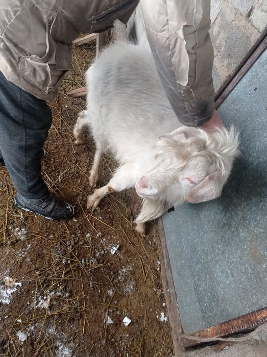 Зааненский козел