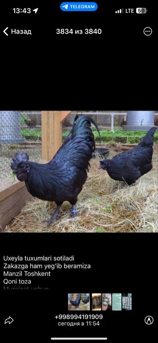 Қора ухеюл тухумлари сотилади тошкен15000