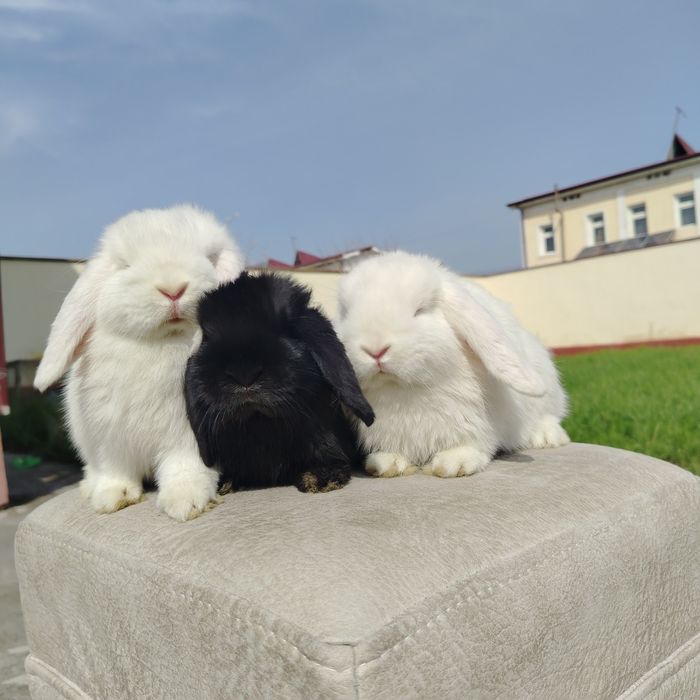 Karlik almaz glaz quyon