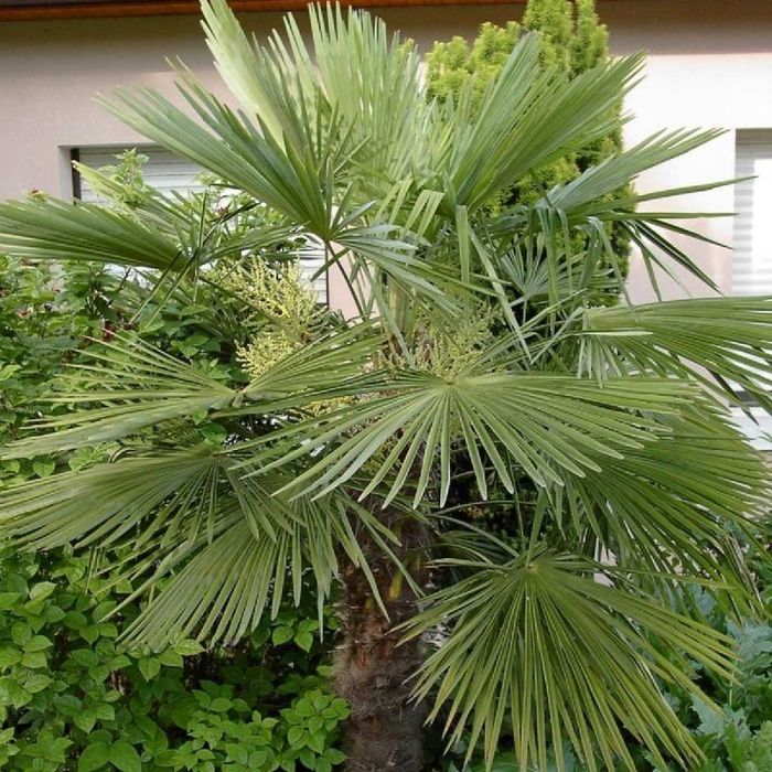 Palmier rezistent la ger 30-60cm - Trachycarpus Fortunei -