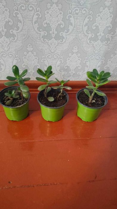 Продам Толстянку