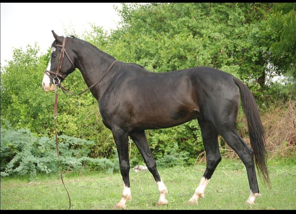 Жеребенок любого окраса