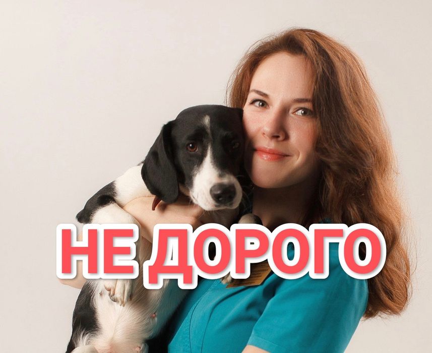 Ветеринар на дом на выезд ветеринарный врач на дому вызов врача