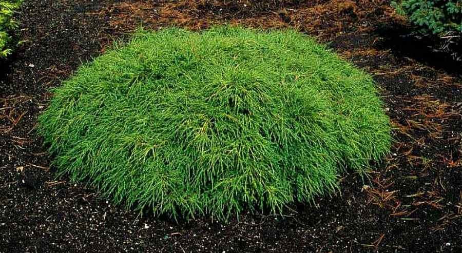 Лъжекипарис “Filifera Nana”