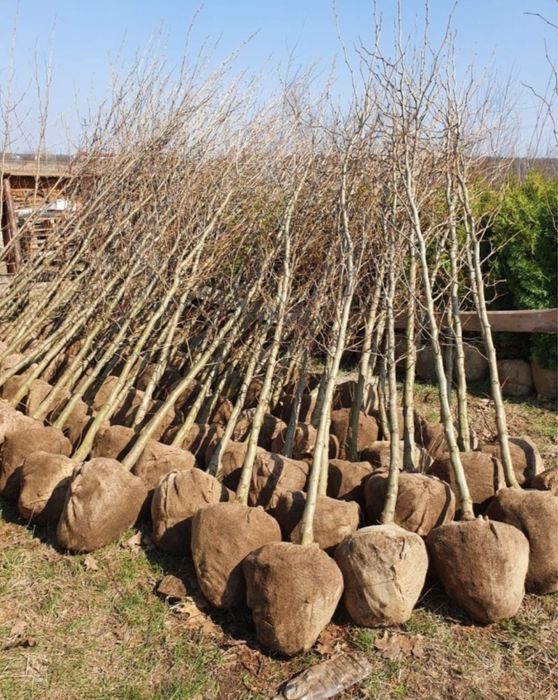 Platan englezesc tei mesteacan prunus plante ornamentale