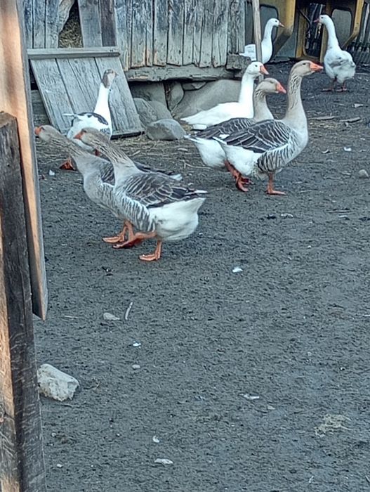 Vând gâște și rațe