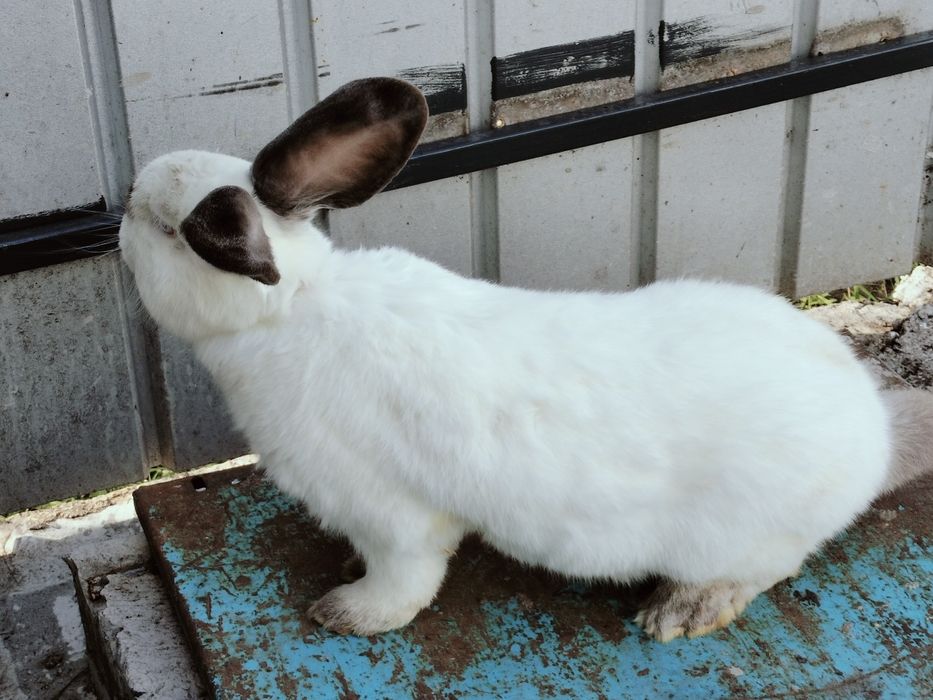 Iepuri uriaș de Transilvania