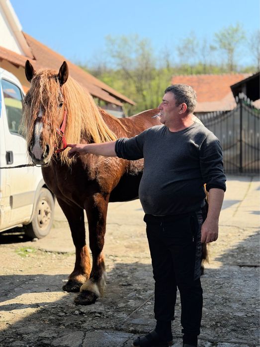 Cal de rasa semigrea