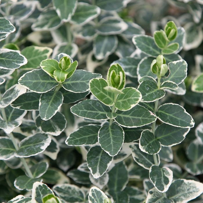 Euonymus La Ghiveci