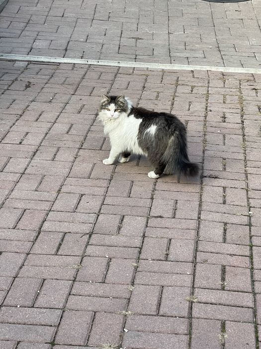 Кошки в добрые руки