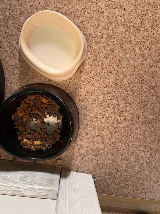 продам котенка 2 месячного Британец