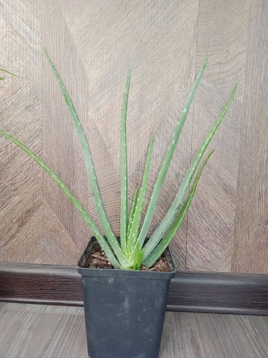 Комнатный гранат, лимон, алоэ вера