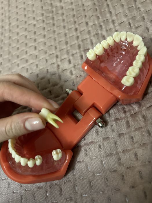 Model arcadă dentară