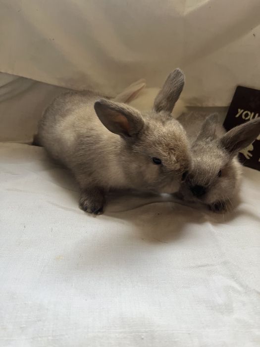 Iepurași Holland Lop  și Rex pitic ! Citiți descrierea anunțului