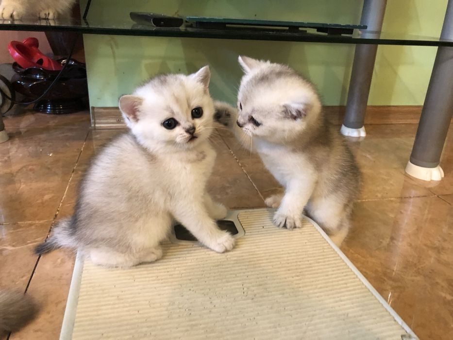 Шиншилловые котики