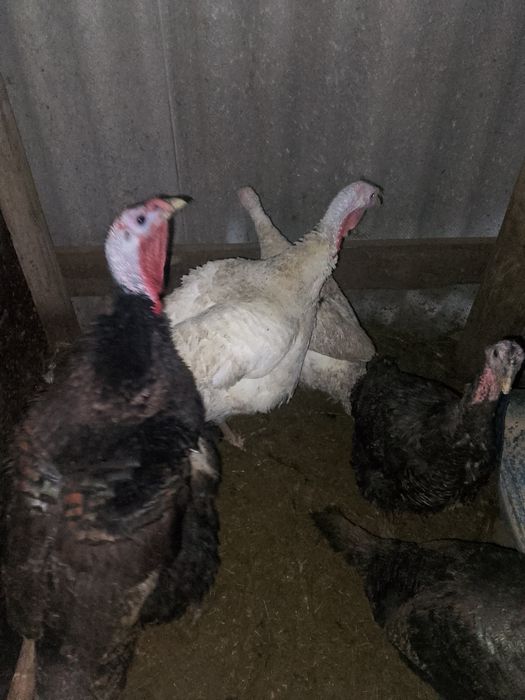 Продам гусей, индейки