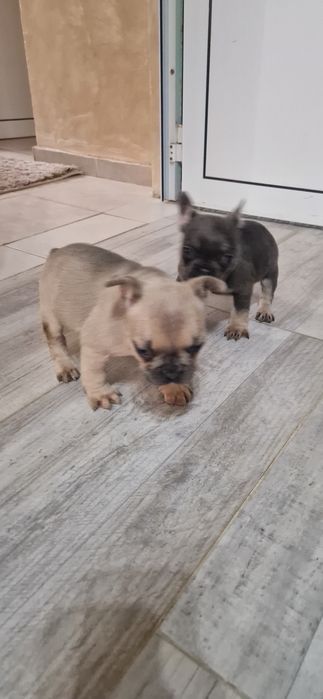 френско булдоче лилак тан