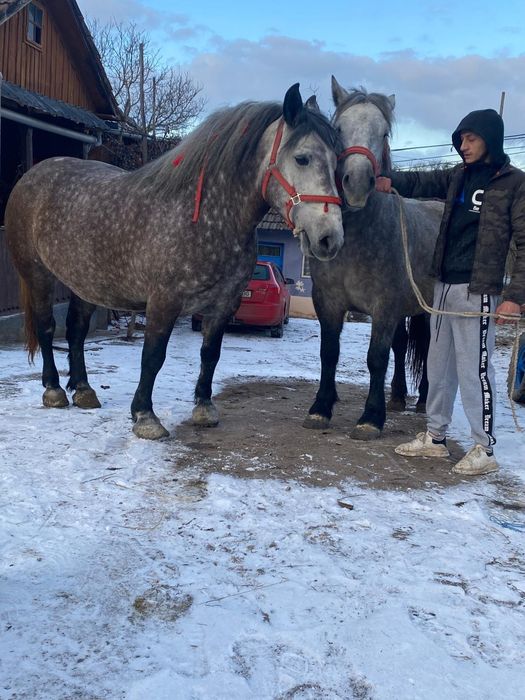 Vind 2 mize foarte cuminti