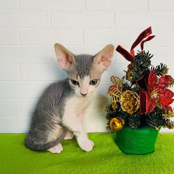 Мальчик донской сфинкс