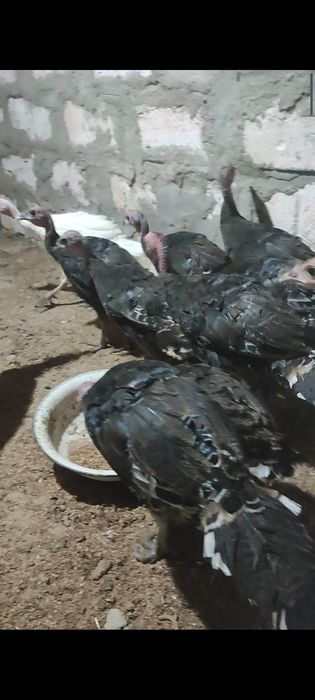 3  аилық бар Простои  Үндік балпаны сатылады