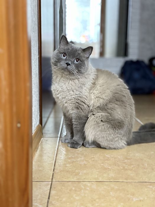 Отдам кота в хорошие руки. Британец