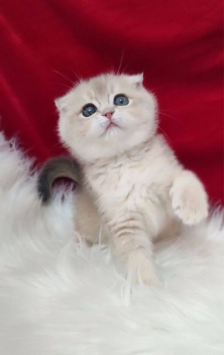 Shinshilla scottish har xilidan bor