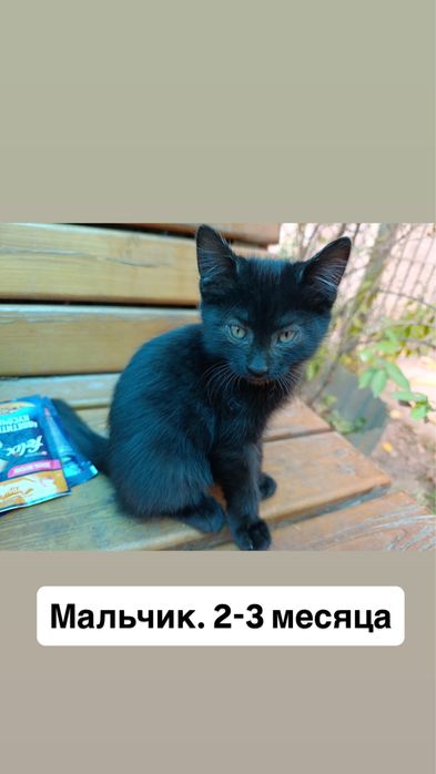 Отдам котят в добрые руки