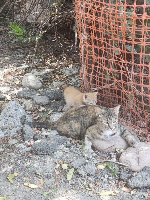 Отдам даром котят