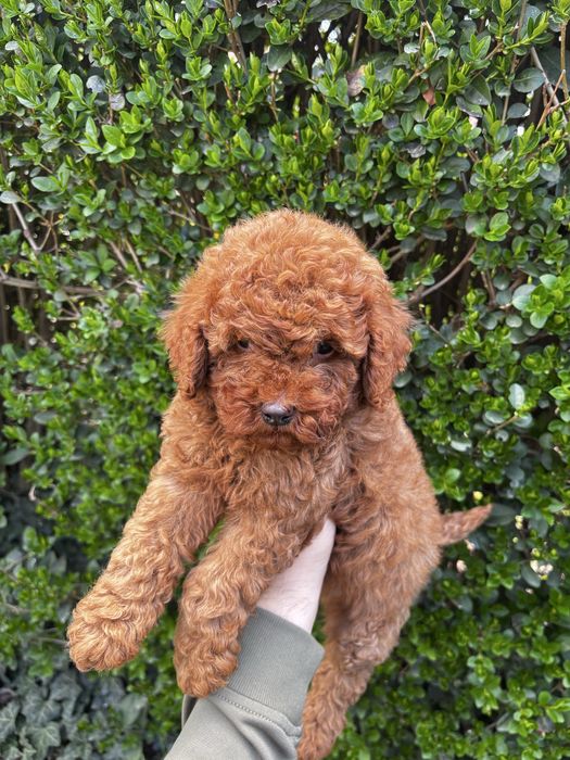 Мини пудел момче и момиче / Mini poodle