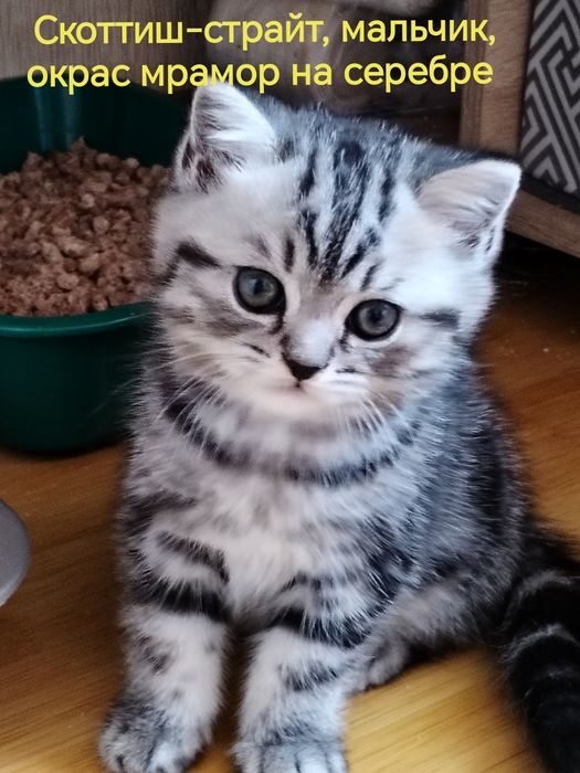 Шотландские котята